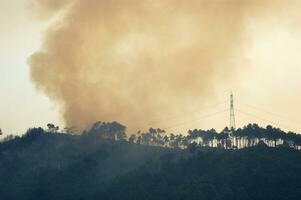 the remains of a forest after the fire photo