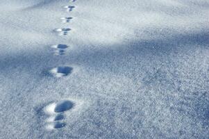 a close up of snow falling from the sky photo