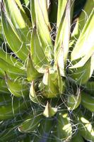 un cactus planta con muchos Picos foto