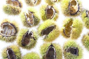 a group of chestnuts on a white background photo