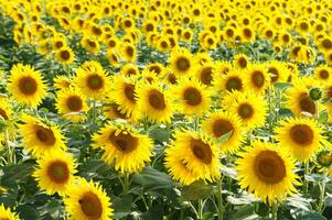 a large field of sunflowers is shown in this photo