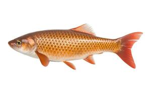 Fish isolated on white background. Generative AI photo