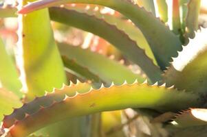 un cactus planta con muchos Picos foto