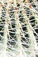 un cactus planta con muchos Picos foto