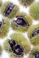 a group of chestnuts on a white background photo