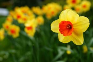 a field of yellow daffodils in the middle of a grassy field photo
