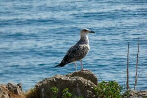 Wild seagulls in nature along the cliffs of the Catalan Costa Brava, Mediterranean, Spain. photo