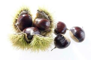 a group of chestnuts on a white background photo