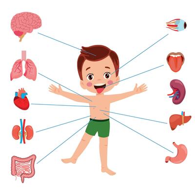 Vecteur Stock Internal organs. Human anatomical body parts, brain, stomach,  kidney and spleen. Cartoon urinary system, heart and lungs. Organ vector  set