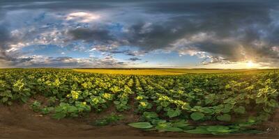 spherical 360 hdri panorama among farming field of young green sunflower with clouds on evening  sky before sunset in equirectangular seamless projection, as sky replacement photo