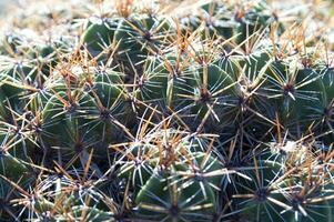 a cactus plant with many spikes photo