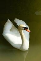 un blanco cisne es flotante en un estanque foto