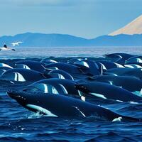 A Group of Killer Whales Surfacing in Unison ,AI Generated photo