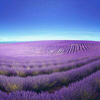 The symmetrical rows of lavender create a mesmerizing pattern in the fields ,AI Generated photo