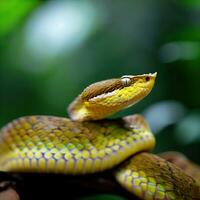 A Close-up of the Striking Eyelash Viper's Eerie Gaze ,AI Generated photo