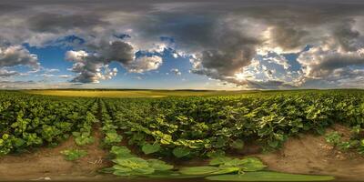 esférico 360 hdri panorama entre agricultura campo de joven verde girasol con nubes y arco iris en noche cielo antes de puesta de sol en equirrectangular sin costura proyección, como cielo reemplazo foto