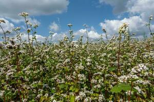 field of white buckwheat flowers photo