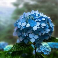 A bouquet of French hydrangeas brings a burst of color to any room ,AI Generated photo