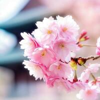 Standing beneath cherry blossoms, one feels immersed in a world of serenity and wonder ,AI Generated photo