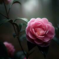 The Japanese camellia creates a peaceful and tranquil atmosphere in the garden ,AI Generated photo