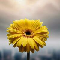 The vibrant hue of the yellow gerbera adds a touch of brightness to any setting ,AI Generated photo