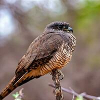 Capturing the Graceful Spread of the Hawk's Majestic Wings ,AI Generated photo