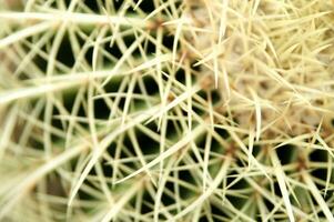 a cactus plant with many spikes photo
