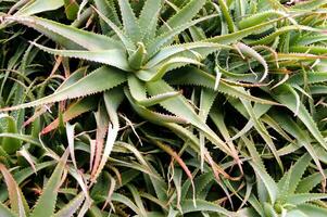 a large plant with many green leaves photo