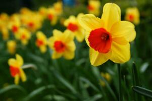 a field of yellow daffodils in the middle of a grassy field photo