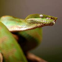 Reveling in the Delicate Scales and Lash-like Brows of the Viper ,AI Generated photo