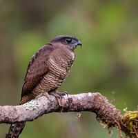 Zoomed-in on the Intricate Patterns of the Hawk's Plumage ,AI Generated photo