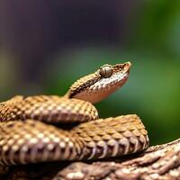 A Pit Viper rests silently, coiled and ready, waiting for its prey to approach ,AI Generated photo