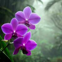 A close-up of the moth orchid in the mist creates an enchanting and ethereal scene ,AI Generated photo