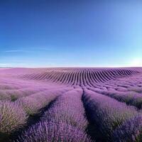 Lavender fields delight the senses with their enchanting fragrance ,AI Generated photo