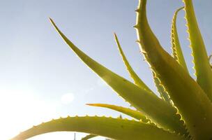 a cactus plant with many spikes photo