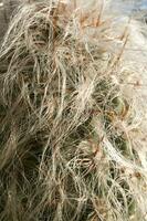 a cactus plant with many spikes photo