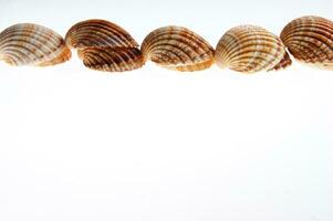 sea shells isolated on white background photo