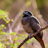 The Rufous Owl emerges from the shadows, a symbol of nighttime beauty ,AI Generated photo