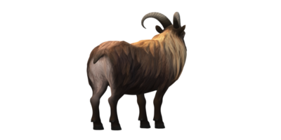 Himalayan Mountain Goat isolated on a Transparent Background png