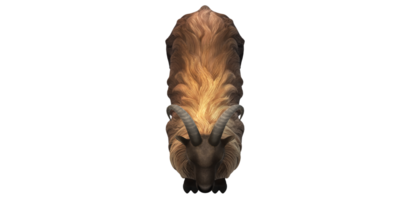 Himalayan Mountain Goat isolated on a Transparent Background png