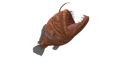 Angler Fish isolated on a Transparent Background png