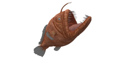 Angler Fisch isoliert auf ein transparent Hintergrund png