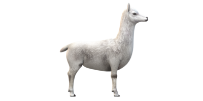 Alpaca isolated on a Transparent Background png