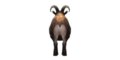 Himalayan Mountain Goat isolated on a Transparent Background png