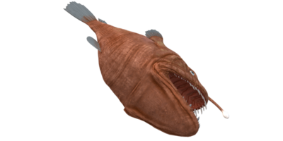 Angler Fish isolated on a Transparent Background png