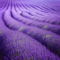 Lavender fields attract buzzing bees, contributing to the beauty and biodiversity ,AI Generated photo