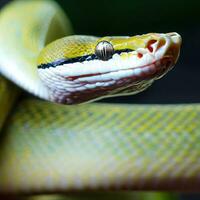 A close-up view of the Green Tree Python showcases its vivid green color ,AI Generated photo