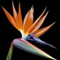 The bird of paradise showcases its striking plumage in an elegant dance of courtship ,AI Generated photo