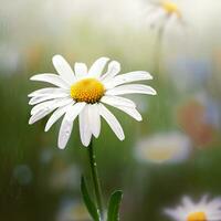 A close-up of a common daisy in spring captures raindrops delicately resting on its petals ,AI Generated photo