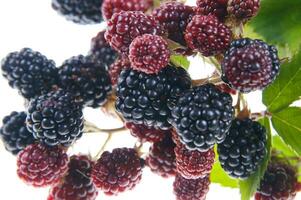 a bunch of blackberries on a branch photo